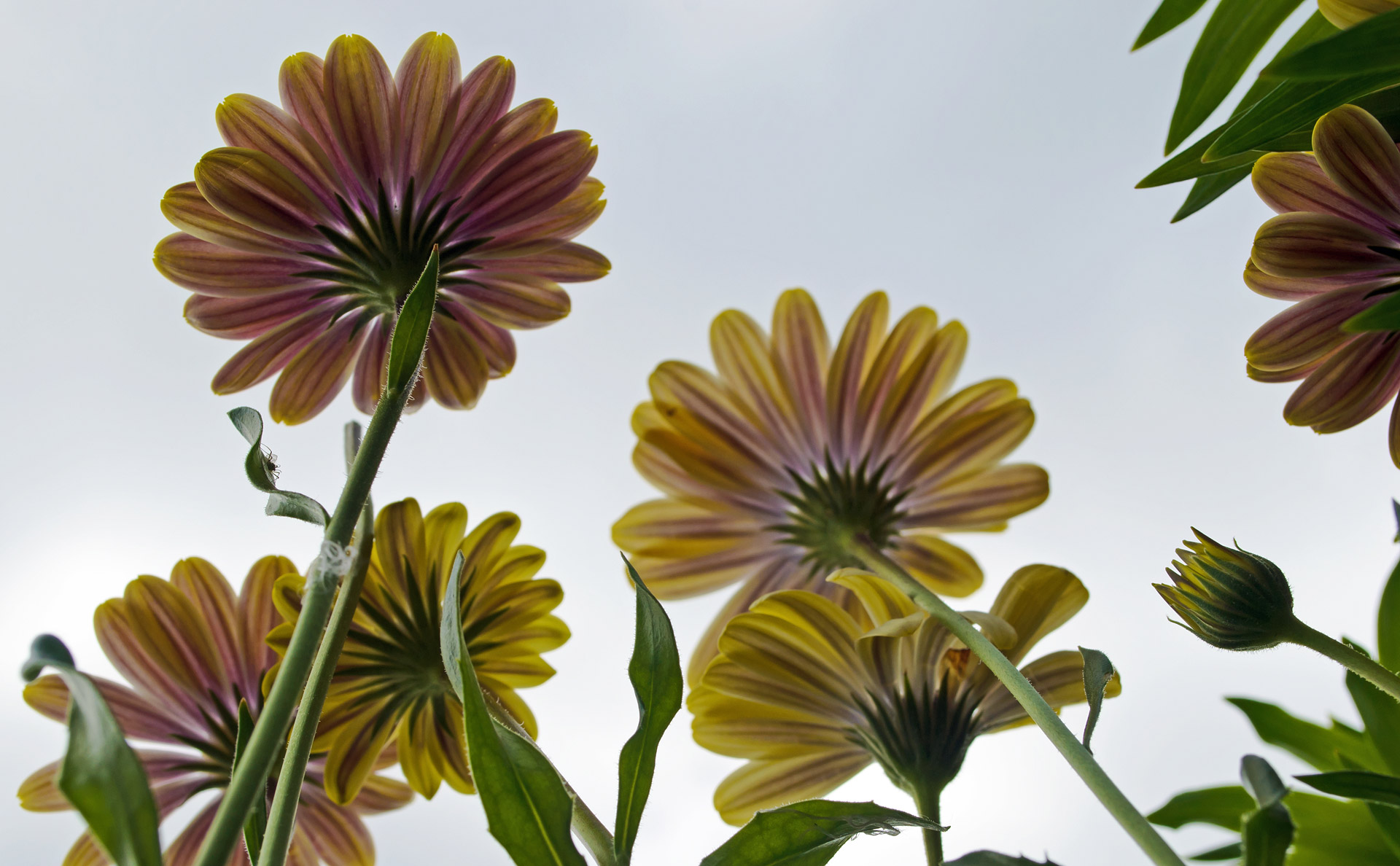 flowers flower plants free photo