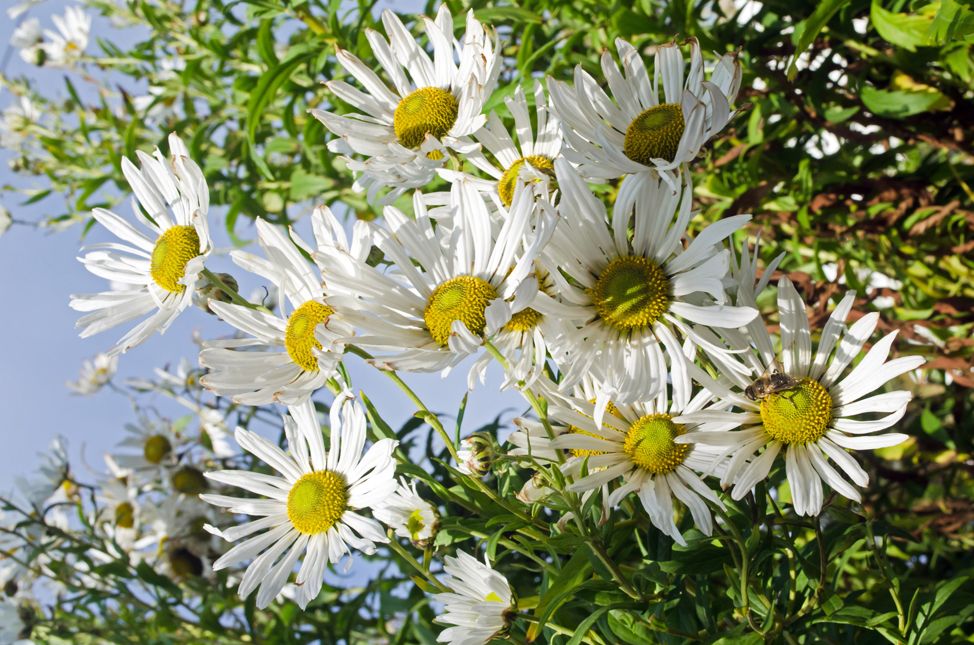 flowers flower plants free photo