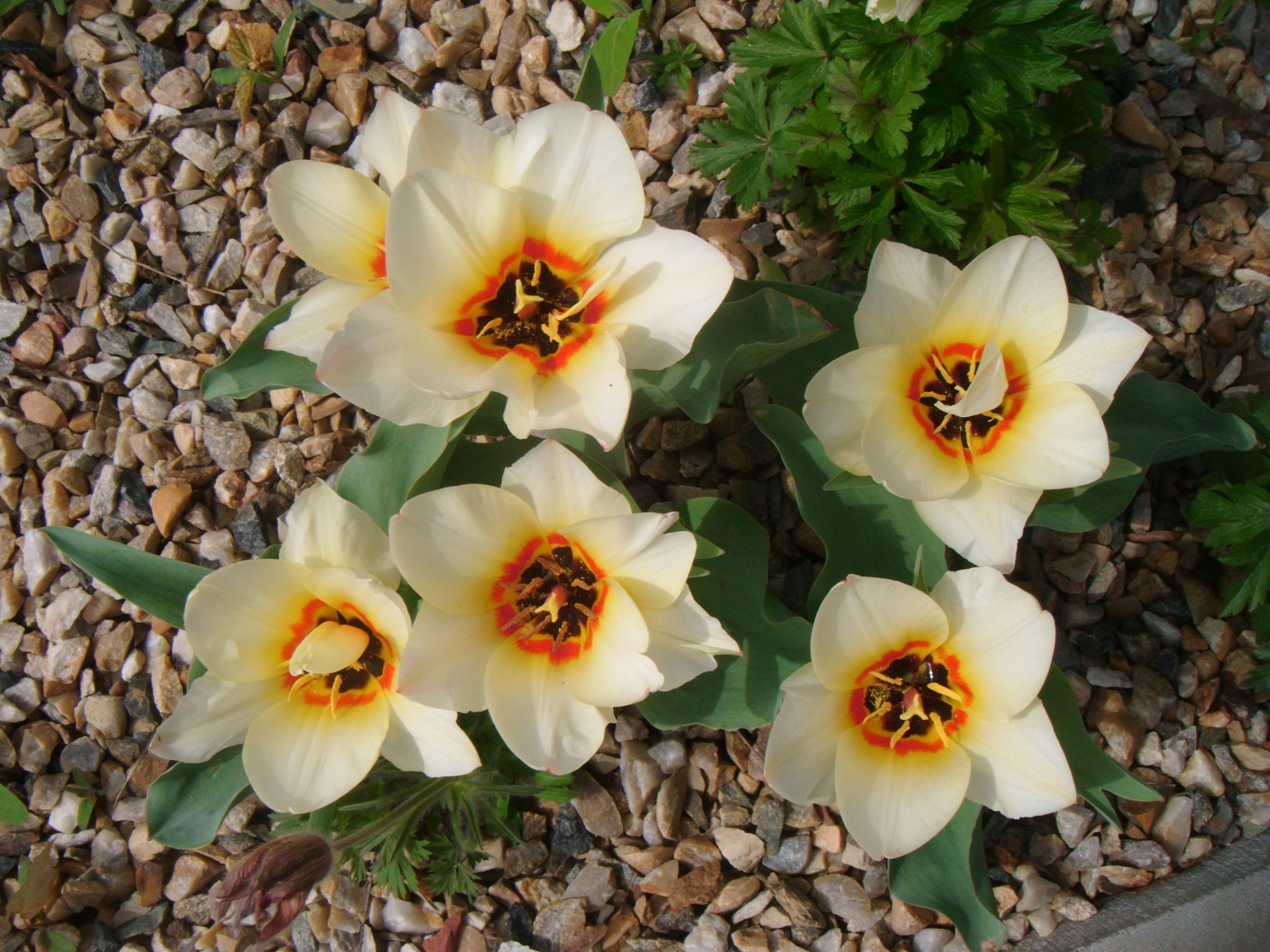 tulip yellow orange free photo