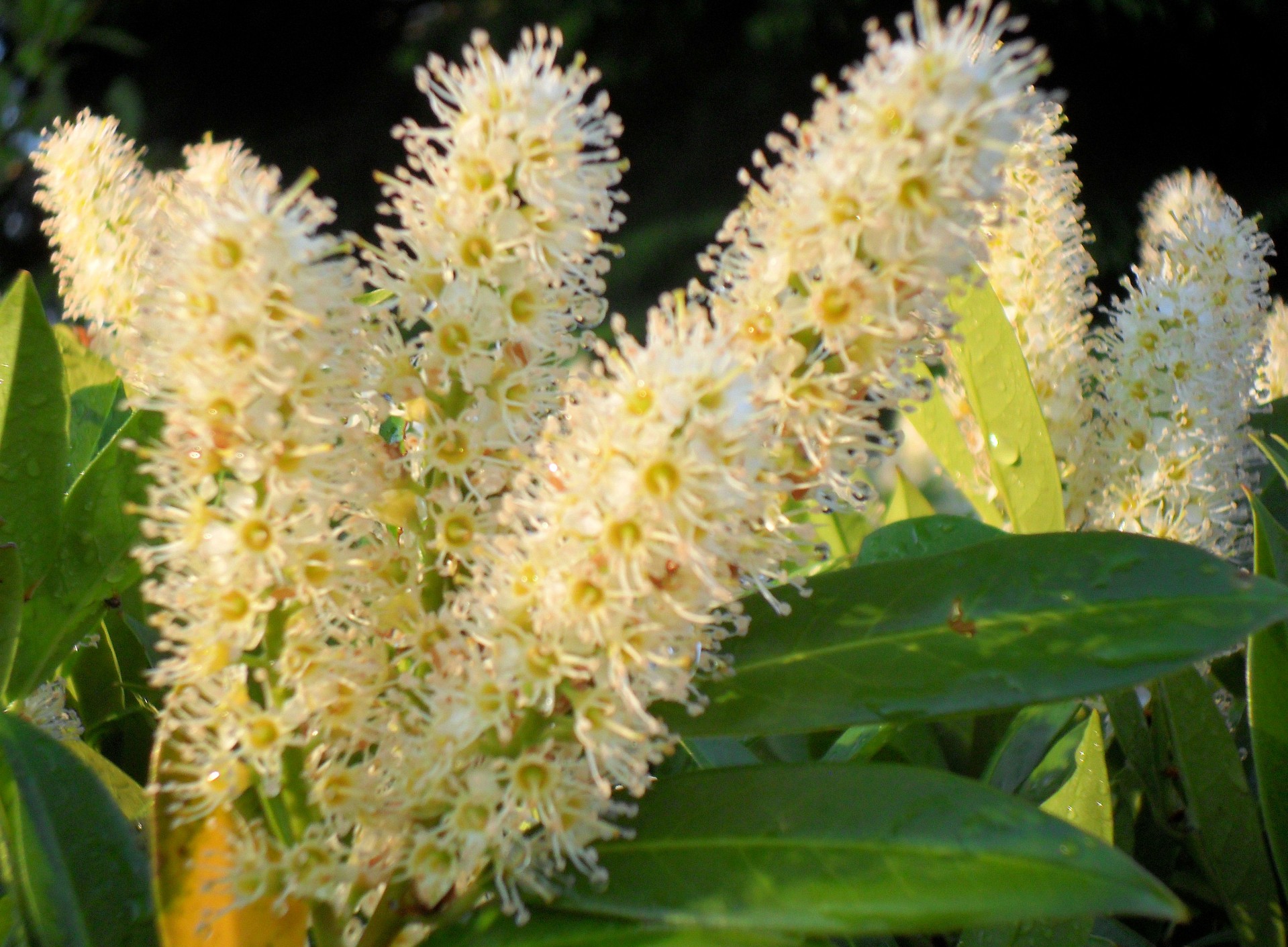 flowers white closeup free photo