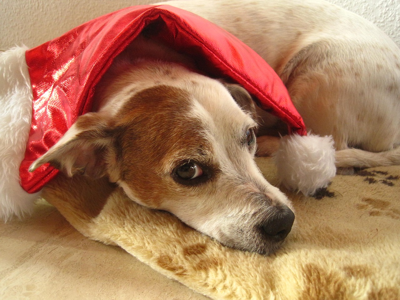 nicholas santa hat dog with santa hat free photo