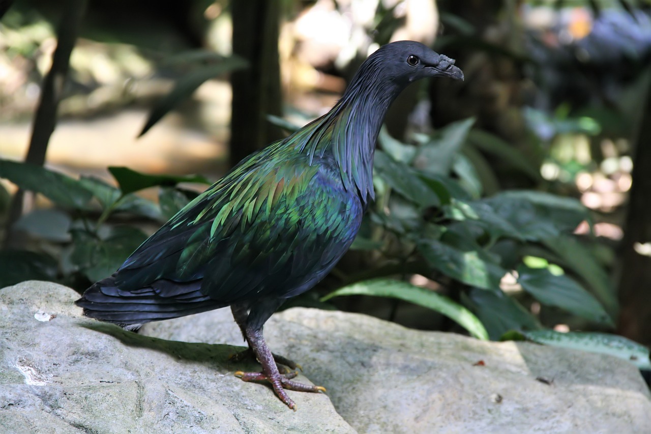 nicobar pigeon  colorful  animal free photo