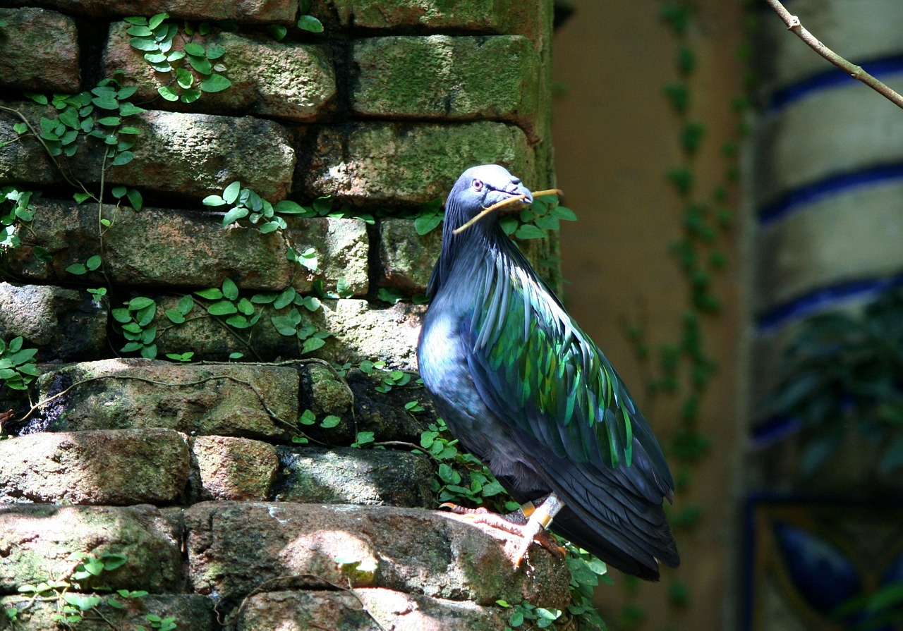 nicobar pigeon pigeon bird free photo