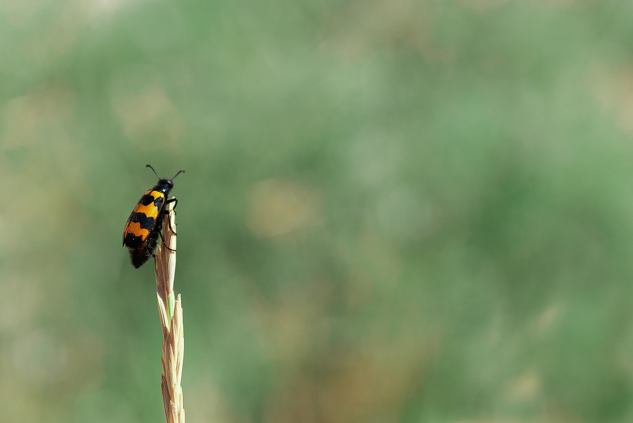 nicrophoru  nicrophorus  americanus free photo