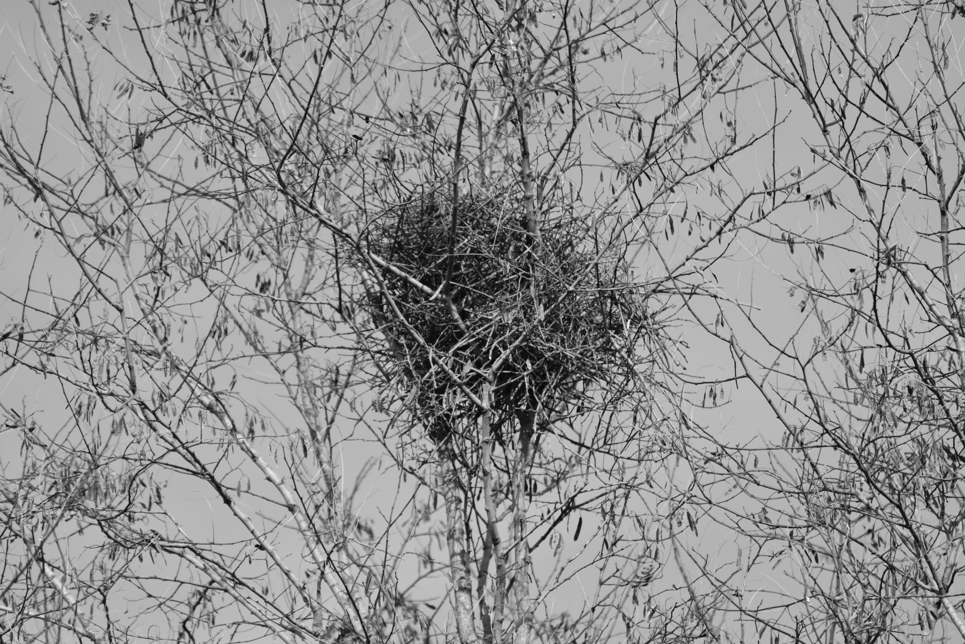 nest birds magpies free photo