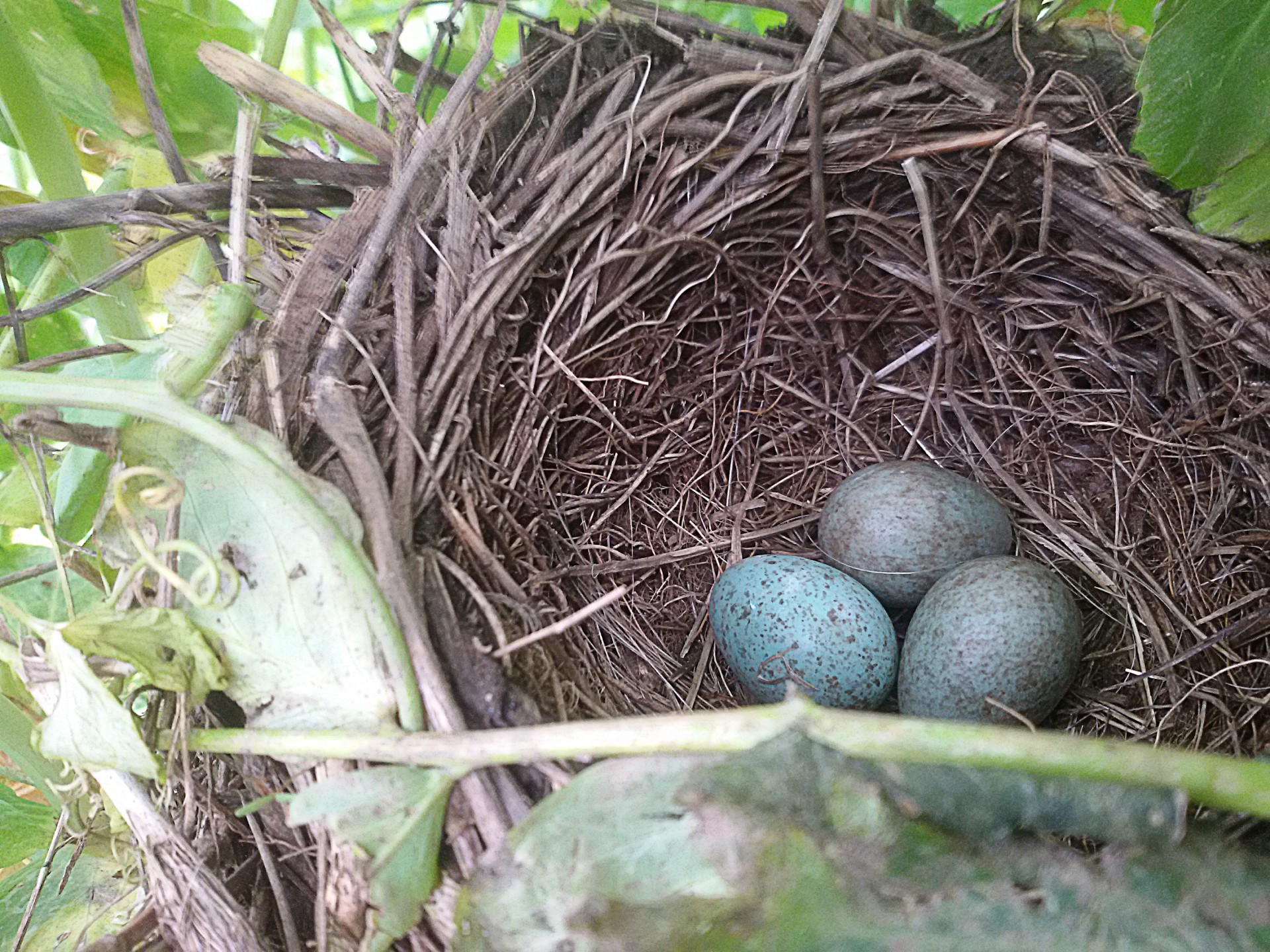 nest blackbirds eggs free photo