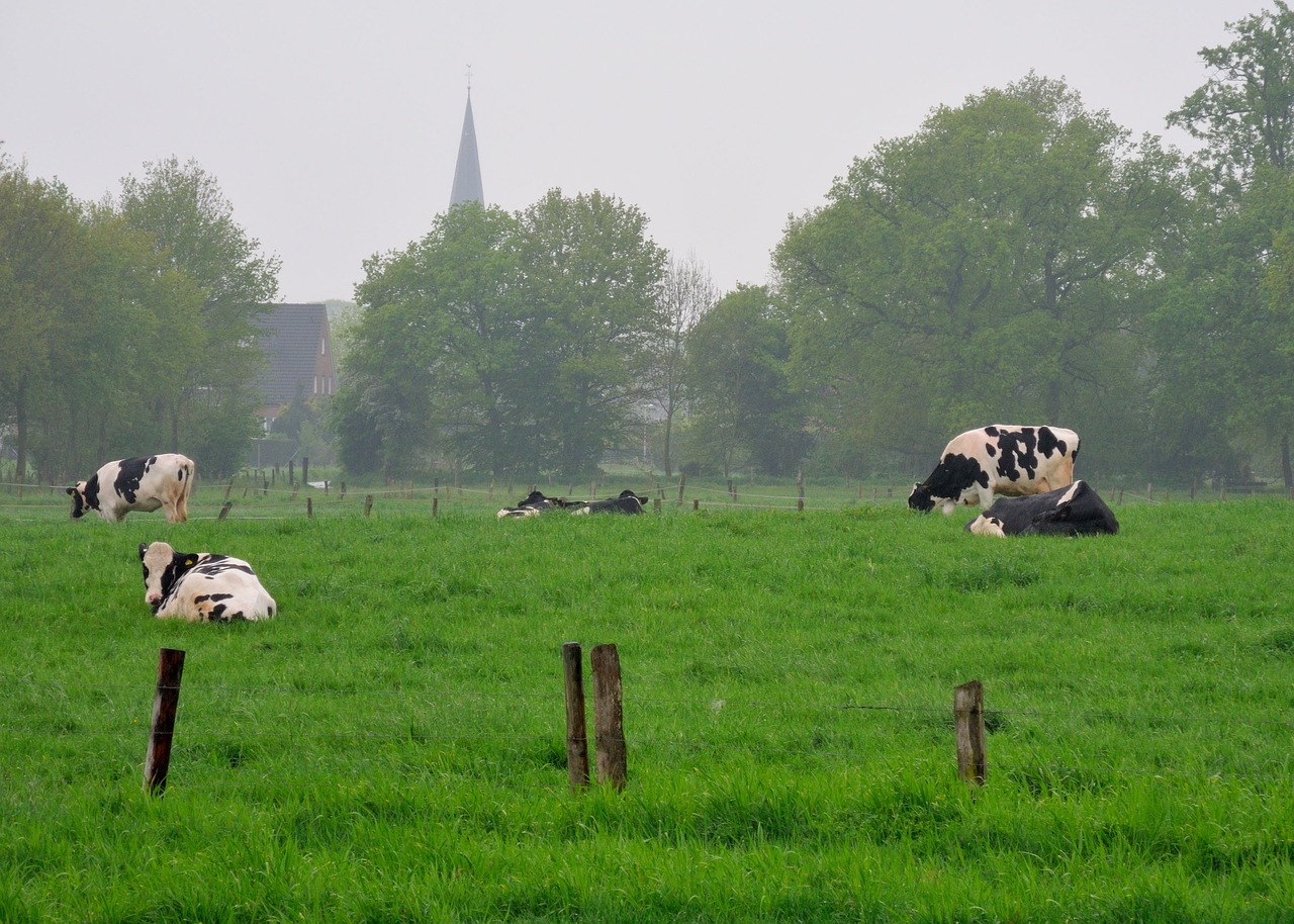 niederrhein land cows free photo