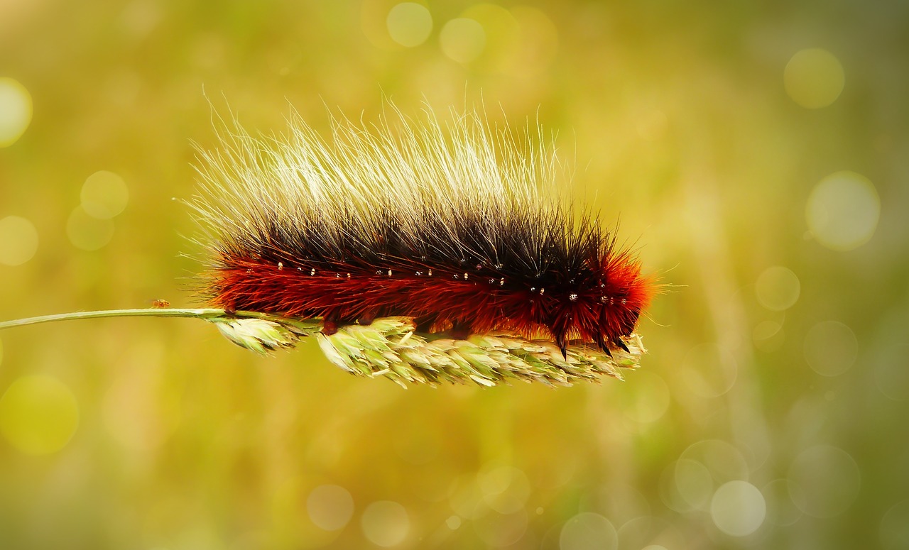 niedźwiedziówka kai  caterpillar  butterfly night free photo