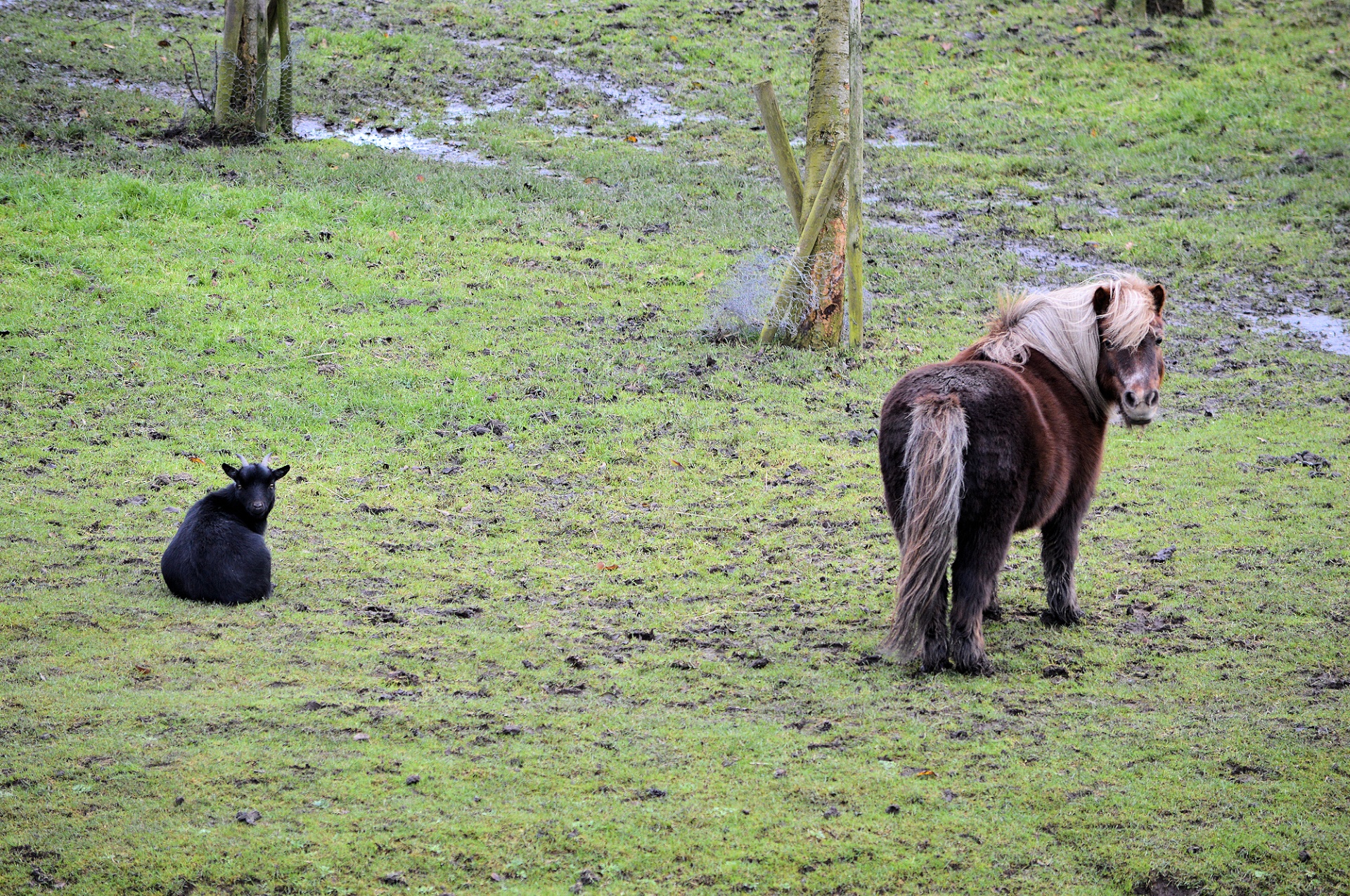 pony goat farm free photo