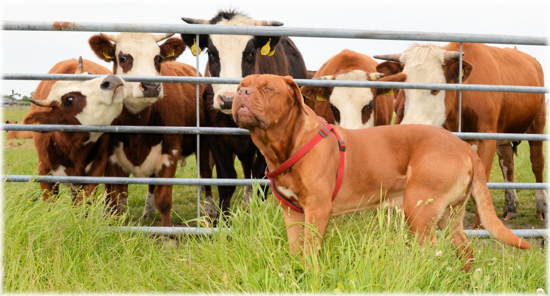 dogue de bordeaux dog pet free photo