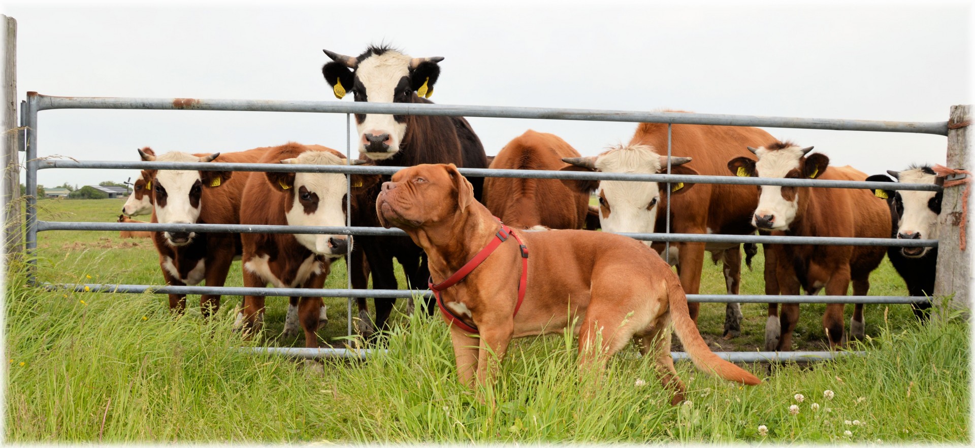 dogue de bordeaux dog pet free photo