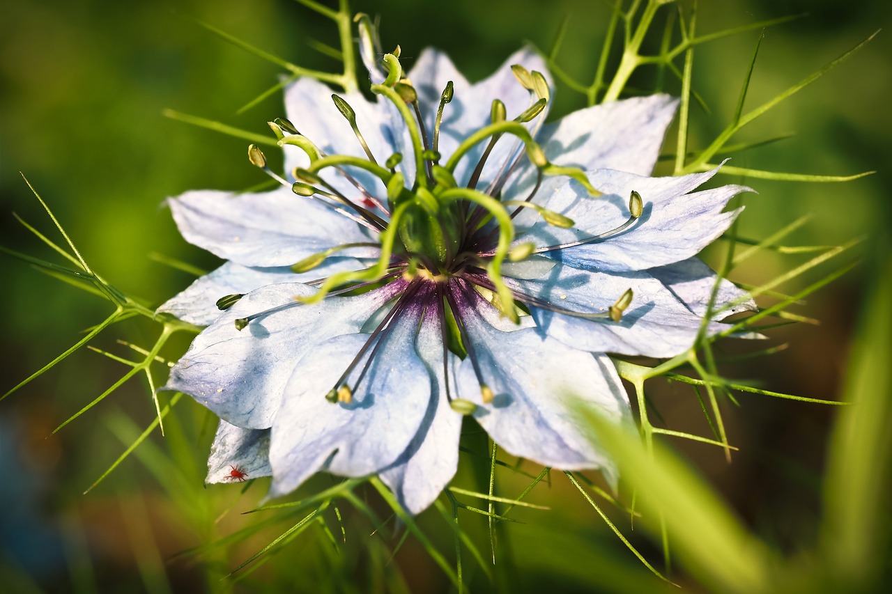 nigella buttercup flower free photo