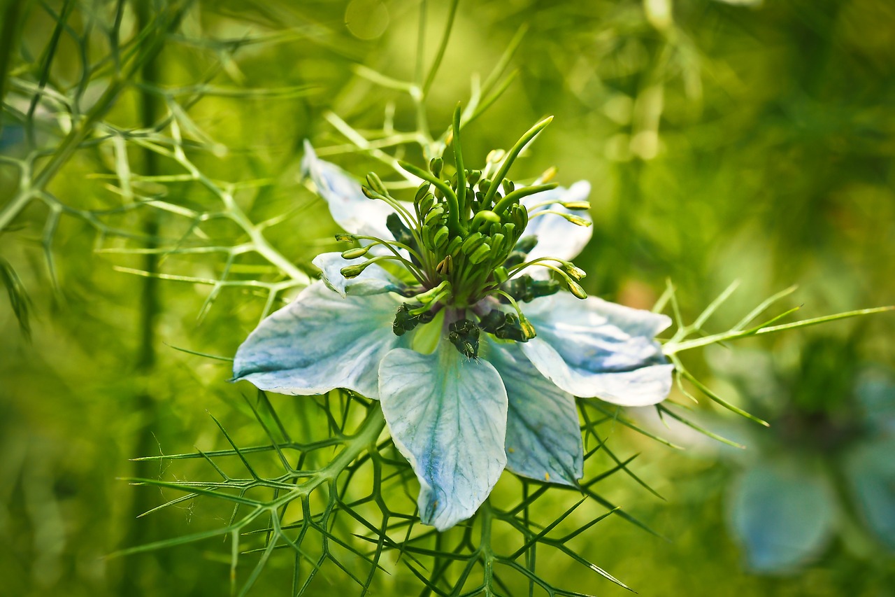 nigella buttercup flower free photo