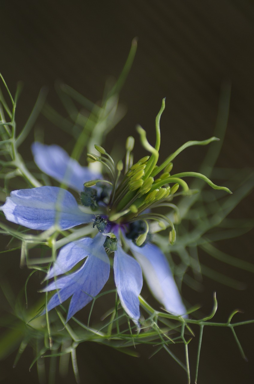 nigella  flower  blue free photo