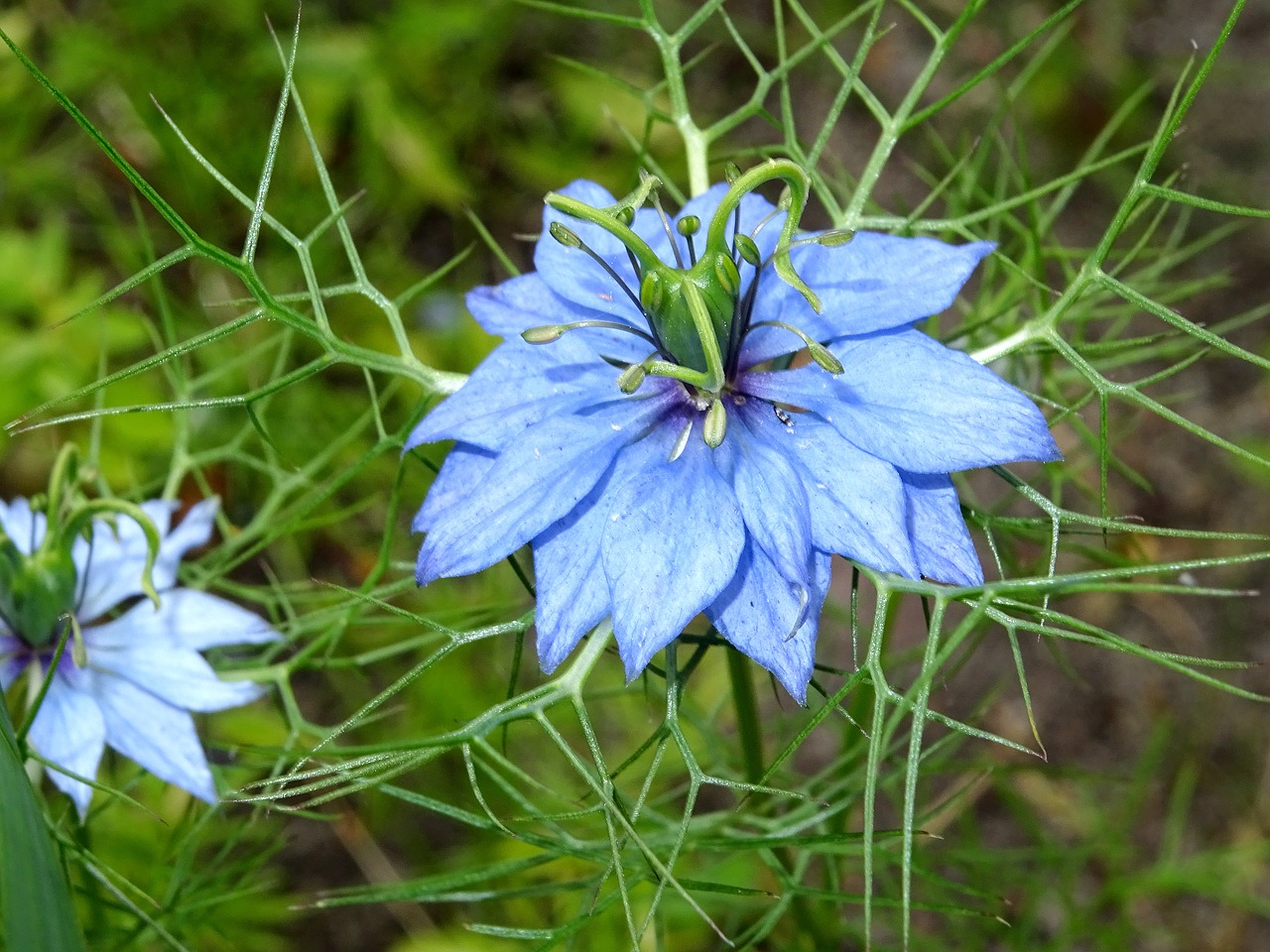 nigella  virgin in the green  black cumin free photo