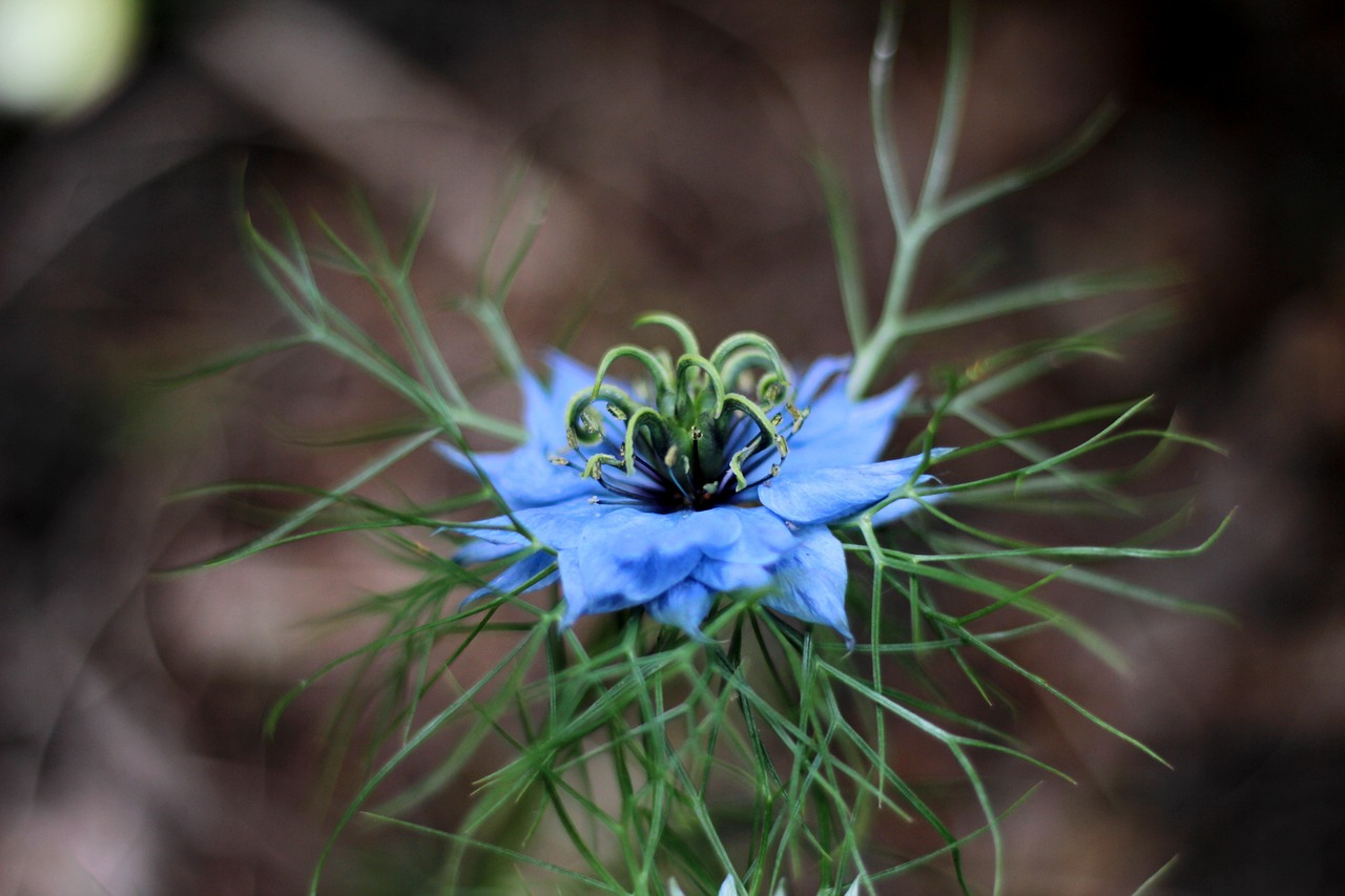 nigella damascena  juffertje in 't groen  flower free photo