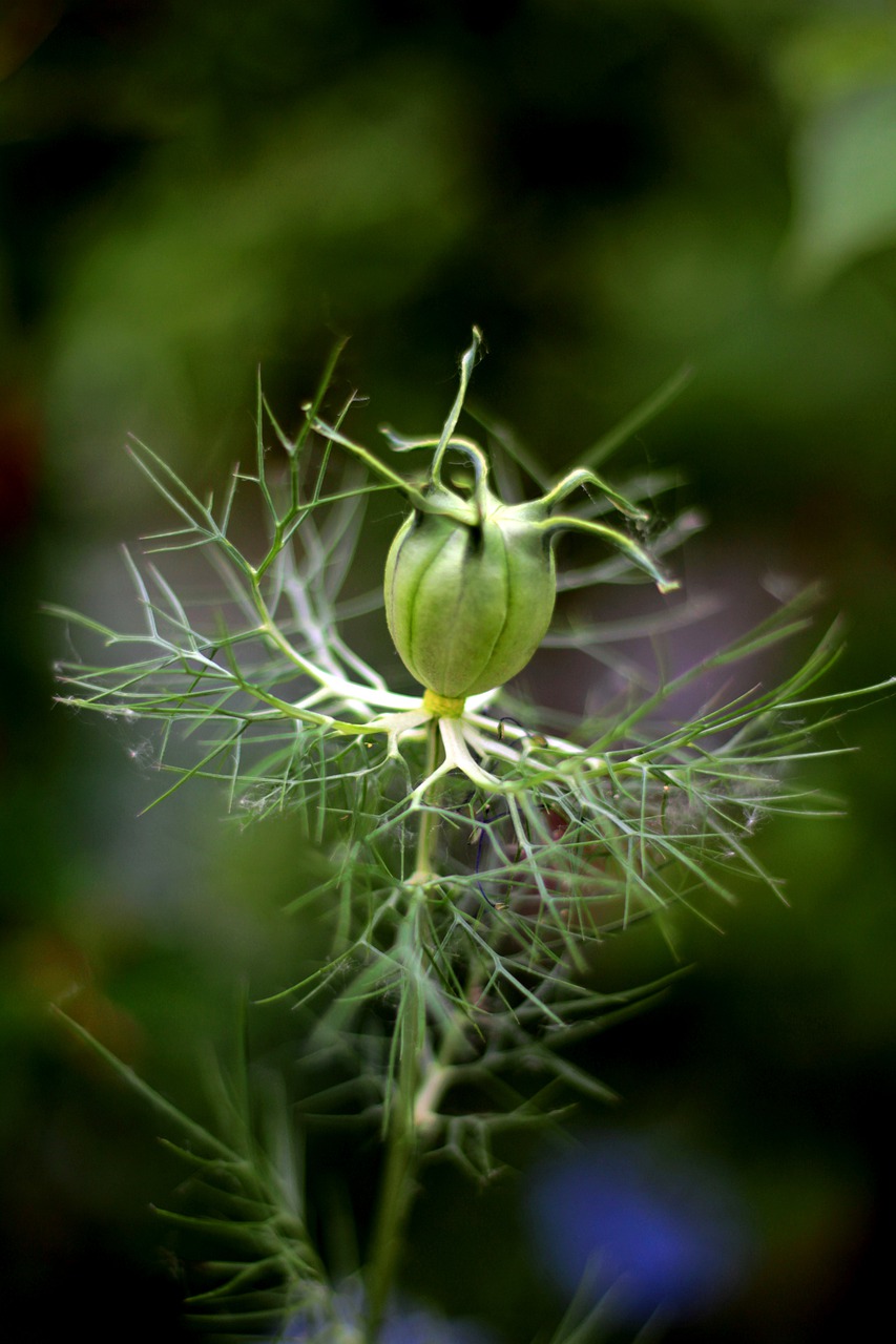 nigella damascena  seed box  juffertje in het groen free photo