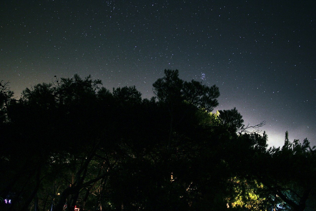 forest at night with stars