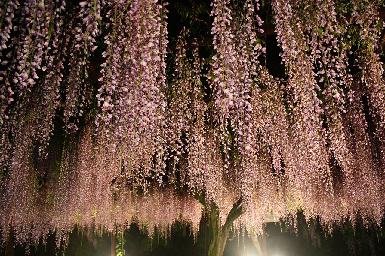 night wisteria trellis fall free photo