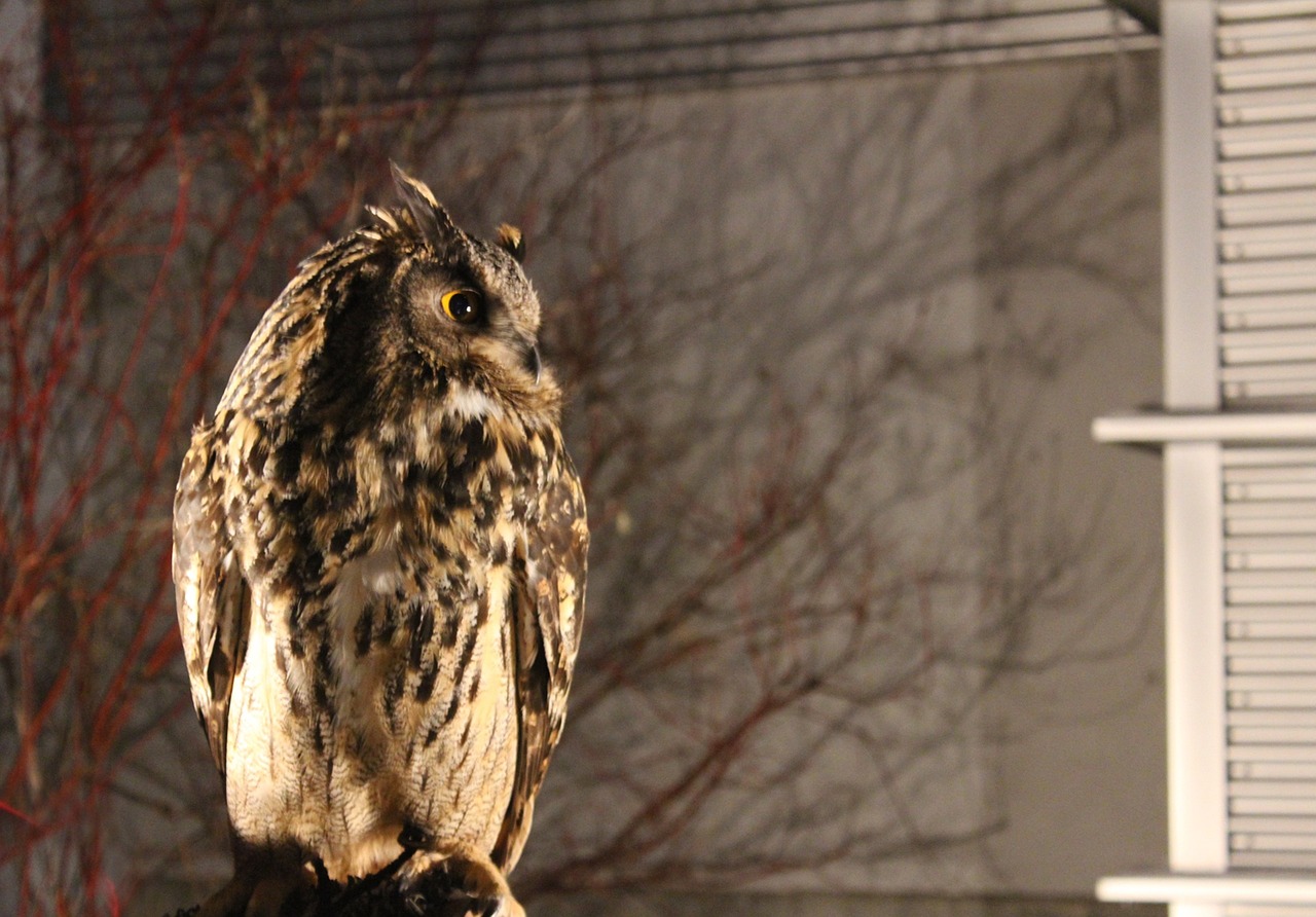 night owl alert free photo
