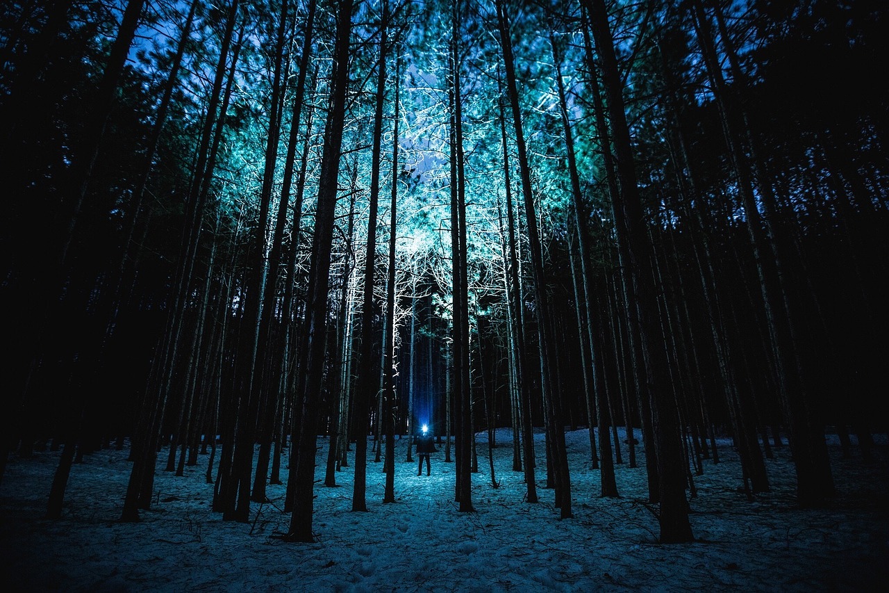 night forest trees free photo