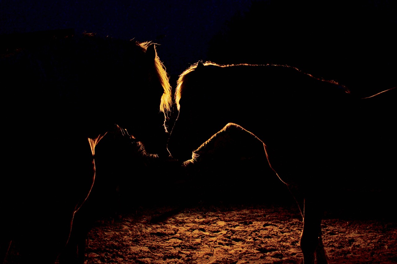 night dark horses free photo