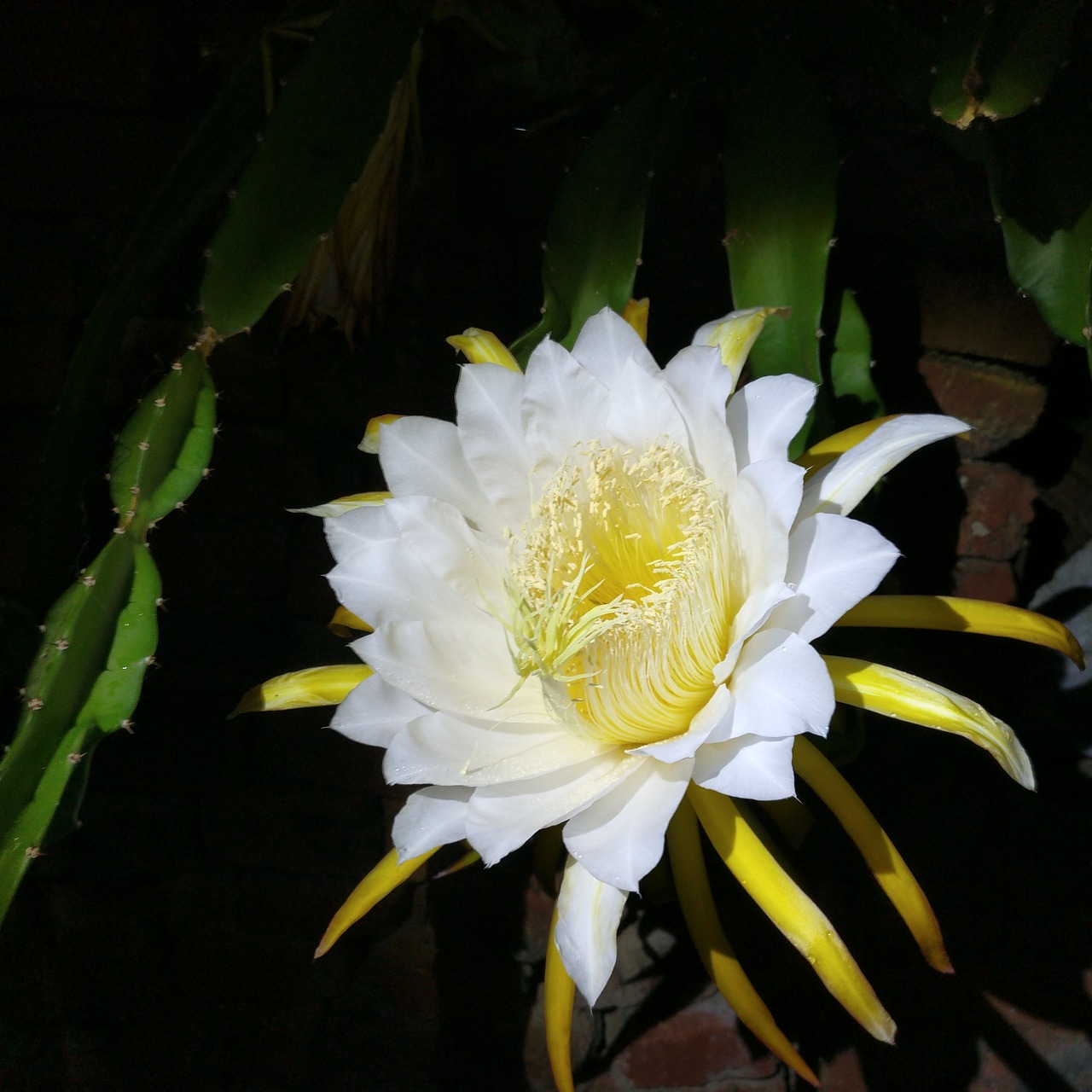 night flower epiphyllum free photo