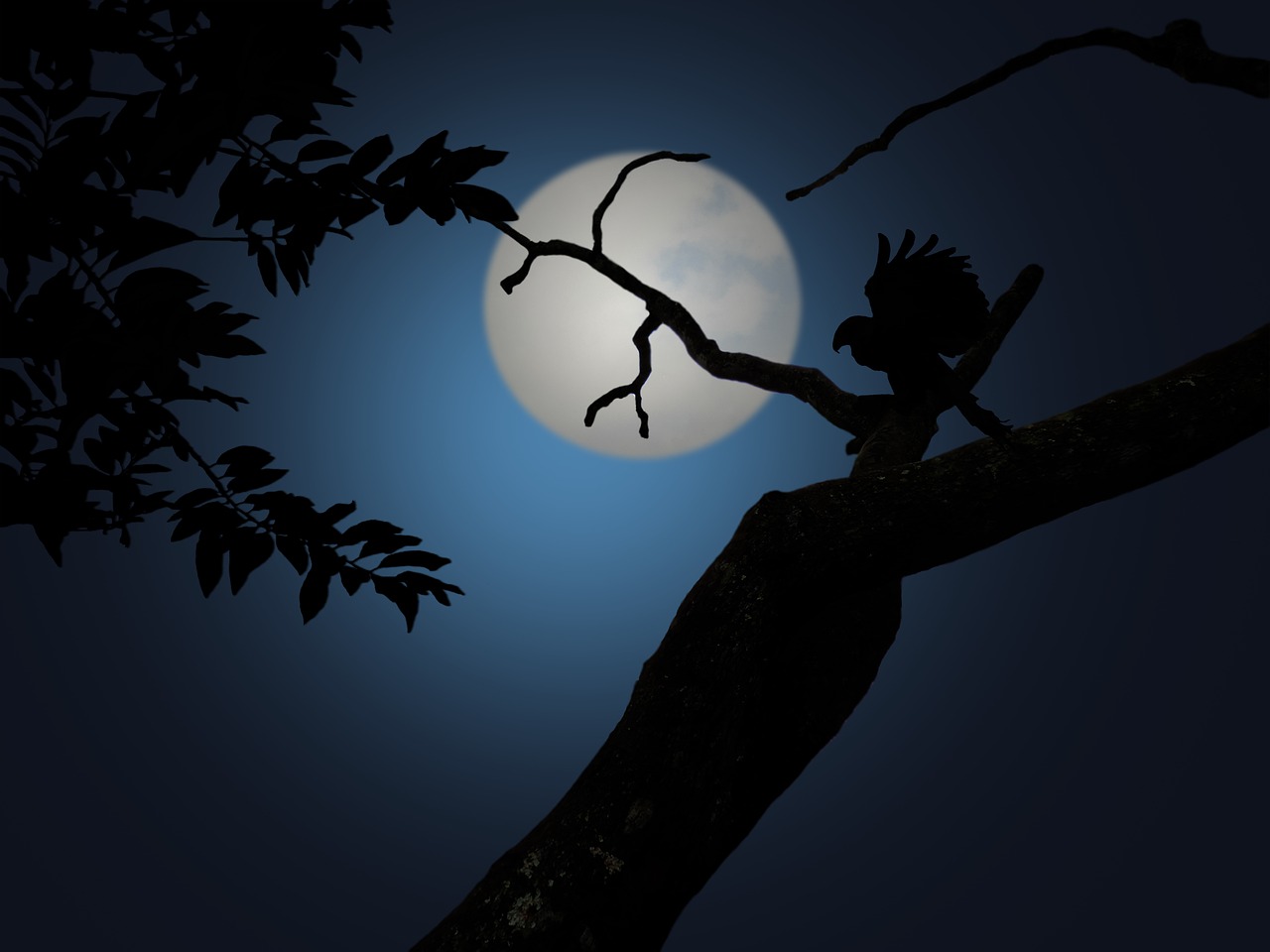 night moonlight dark free photo