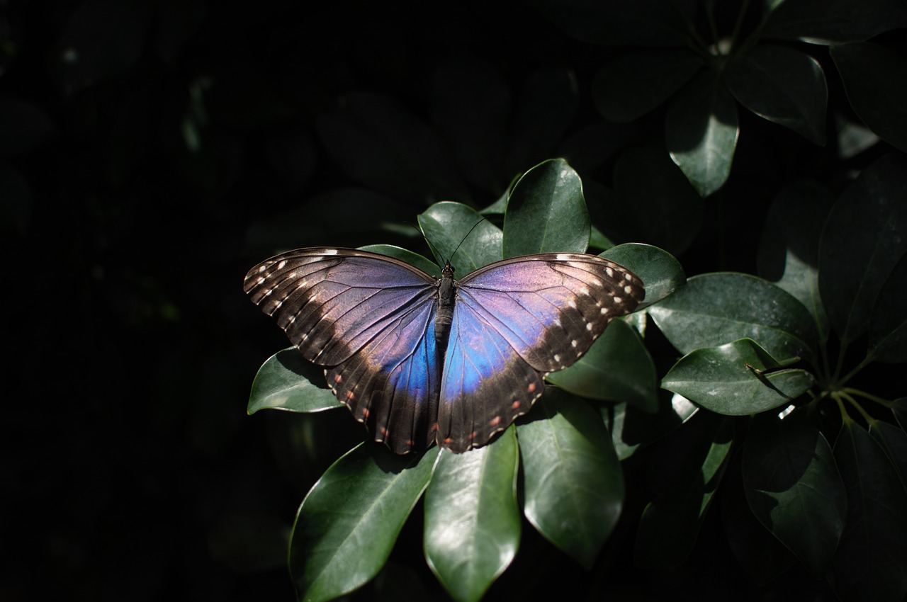 night butterfly insect free photo