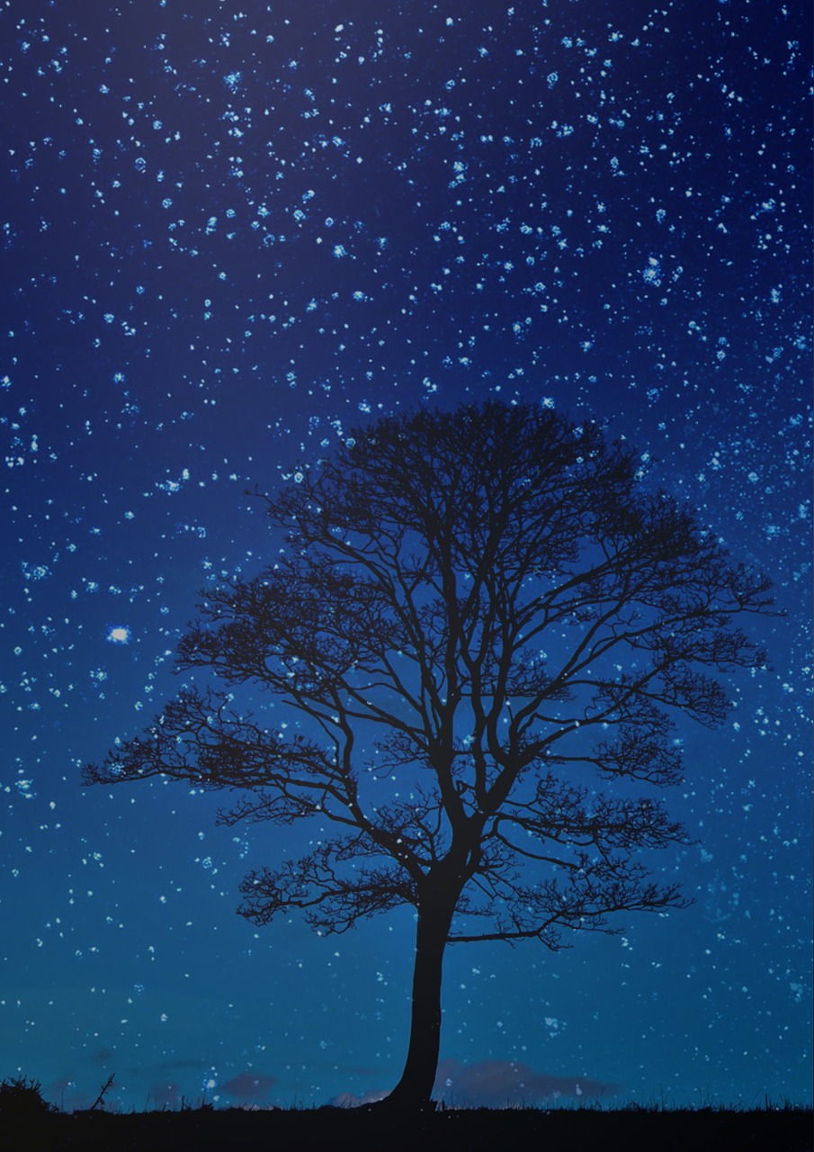 night tree night sky free photo