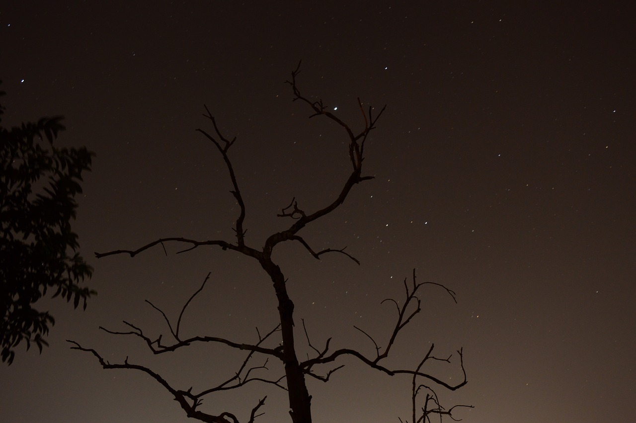 night sky dry free photo