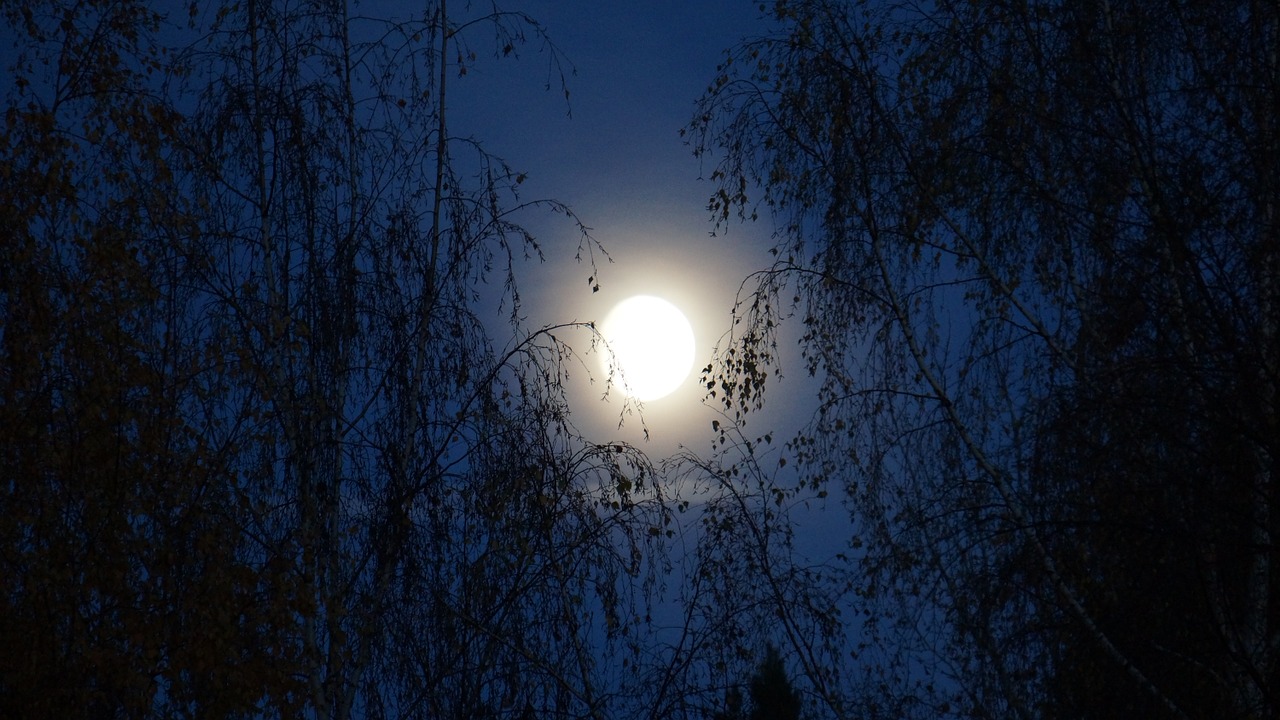 night moon moonlight free photo