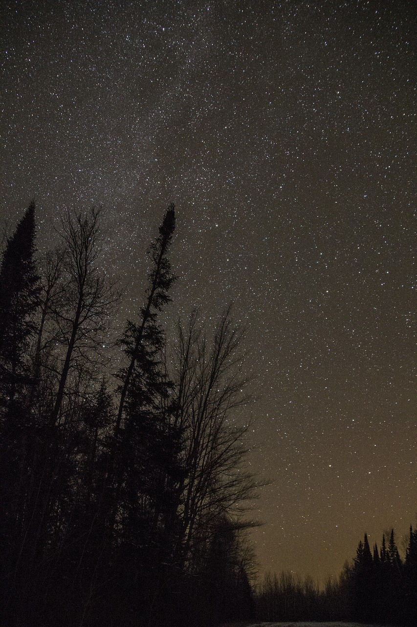 night stars trees free photo