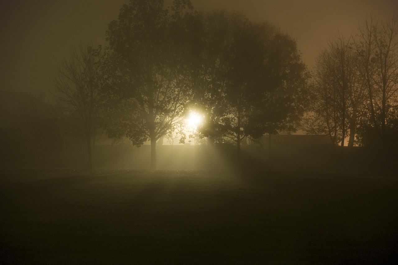 night fog mystical free photo
