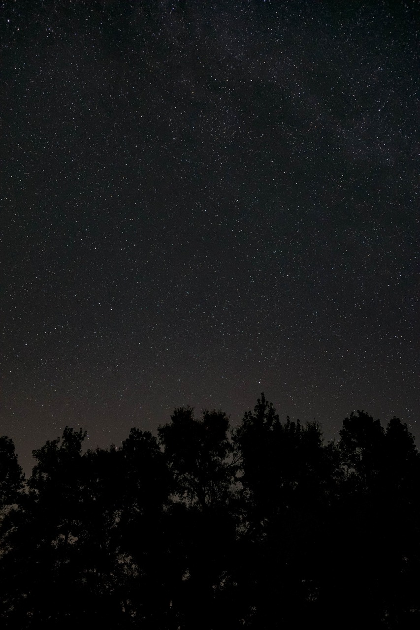 night dark trees free photo