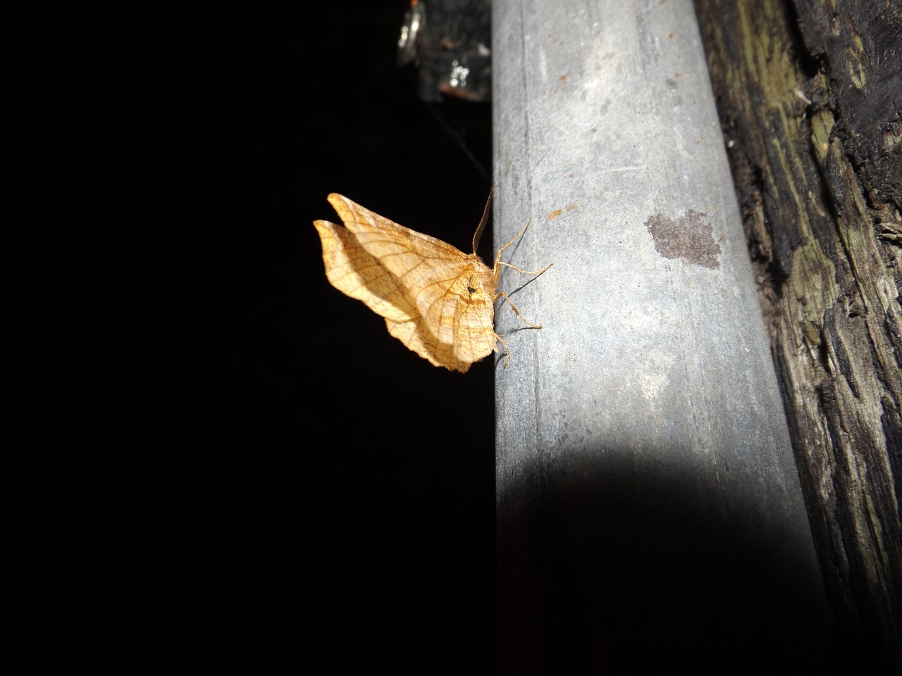 night motte insect free photo