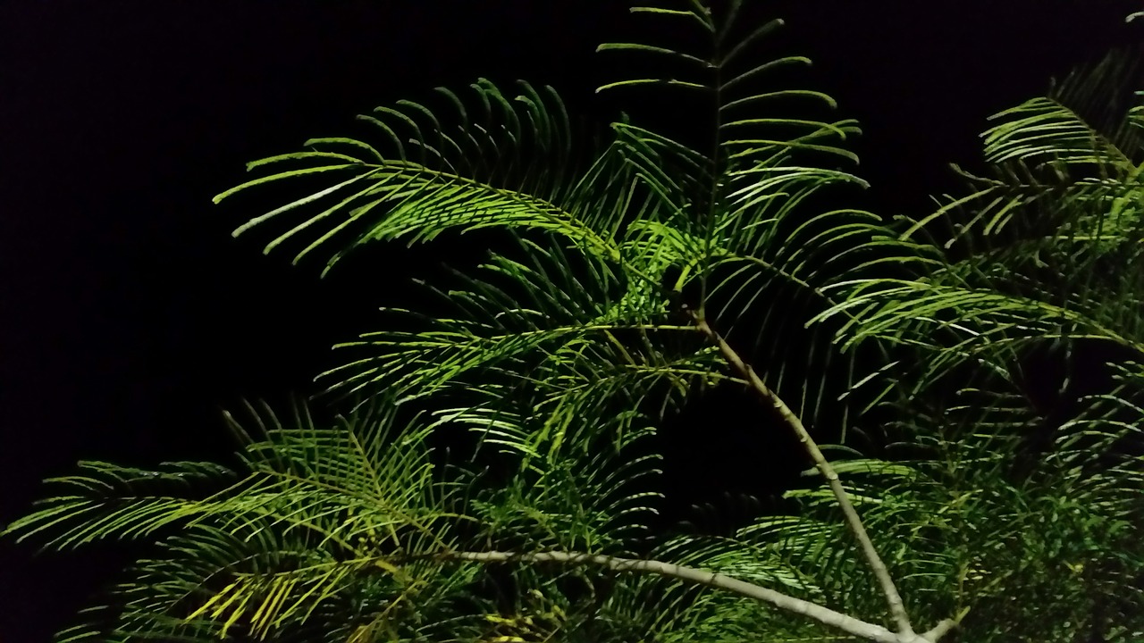 night tree leaves free photo