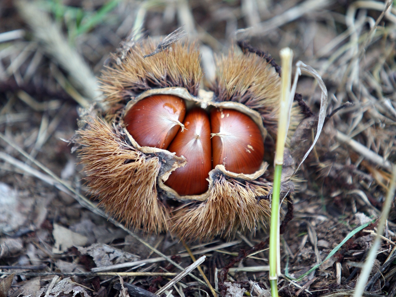 night chestnut autumn free photo