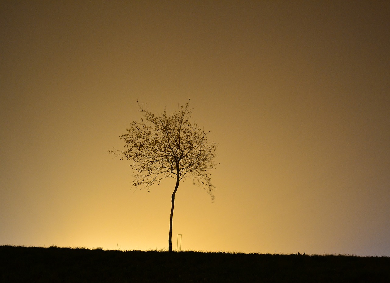 night tree glow free photo