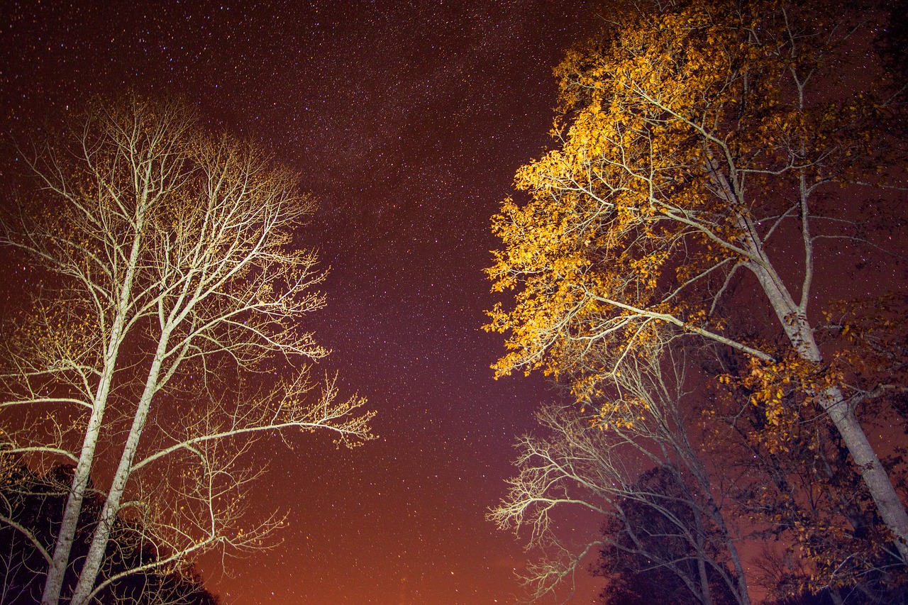 night  trees  stars free photo