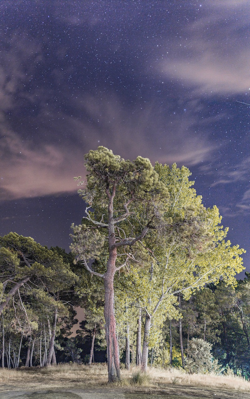night  tree  forest free photo