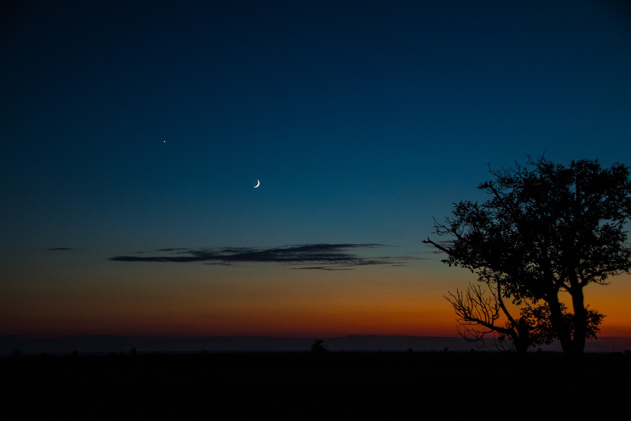 night  tree  sky free photo