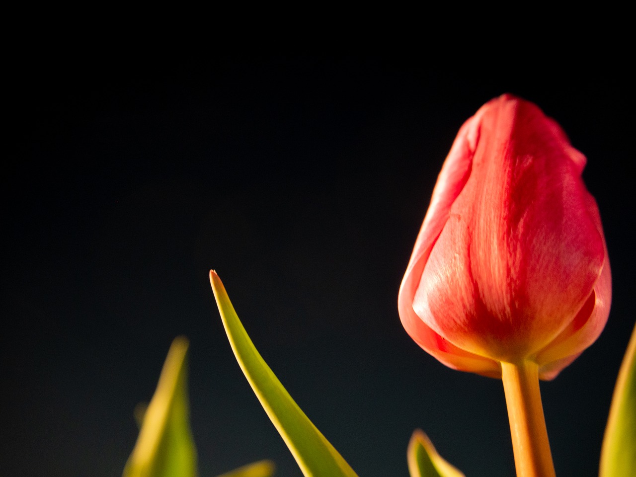 night  tulip  flowers free photo