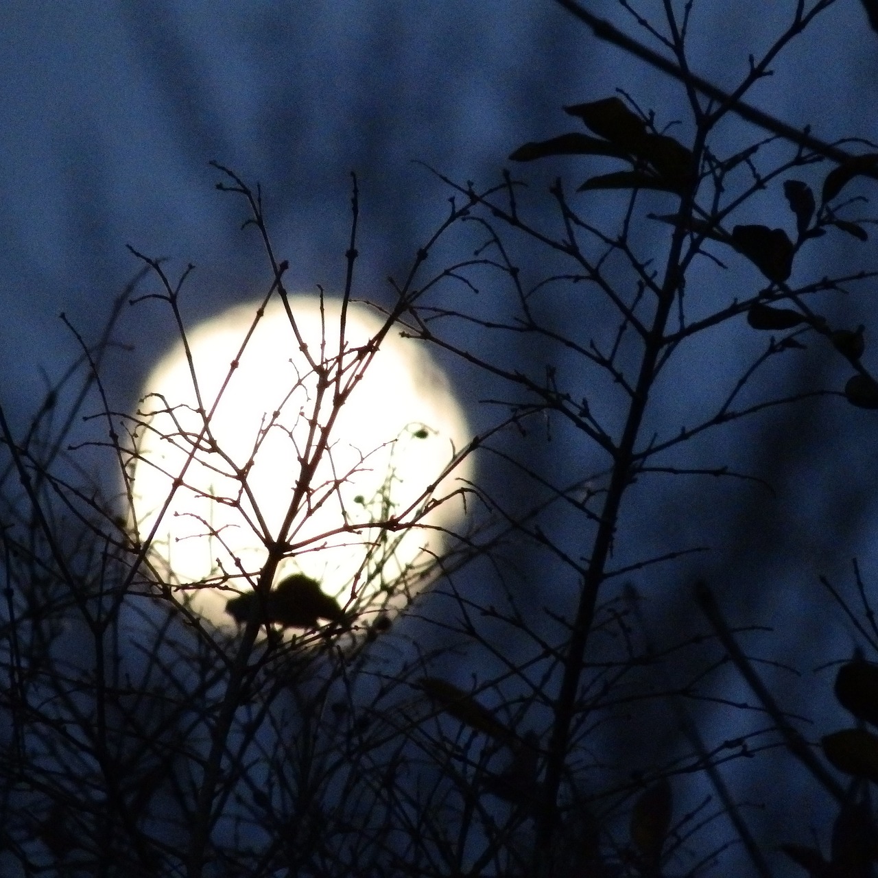 night  moon  moonlight free photo