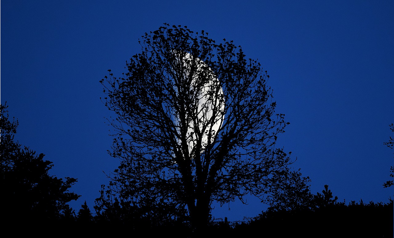 night  moon  landscape free photo