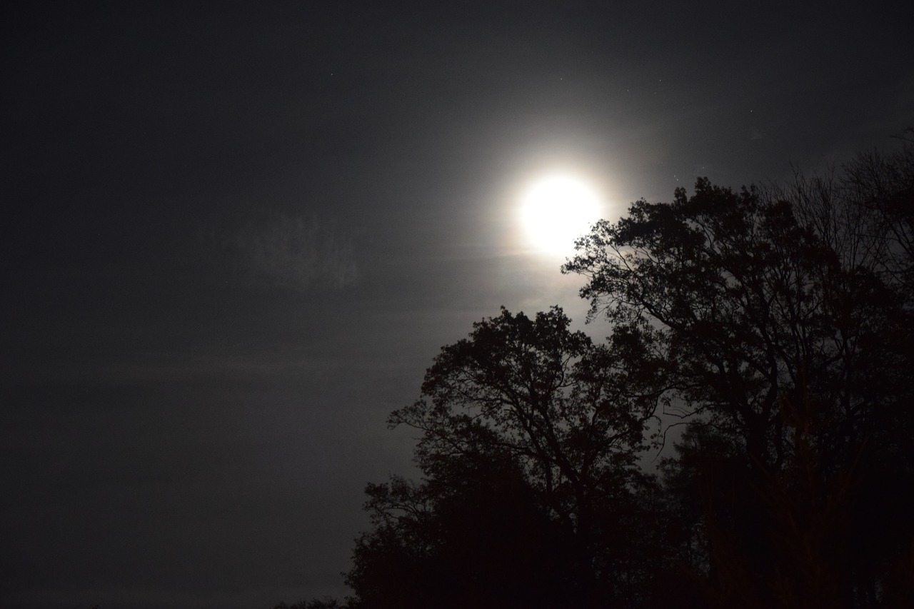 night moon trees free photo