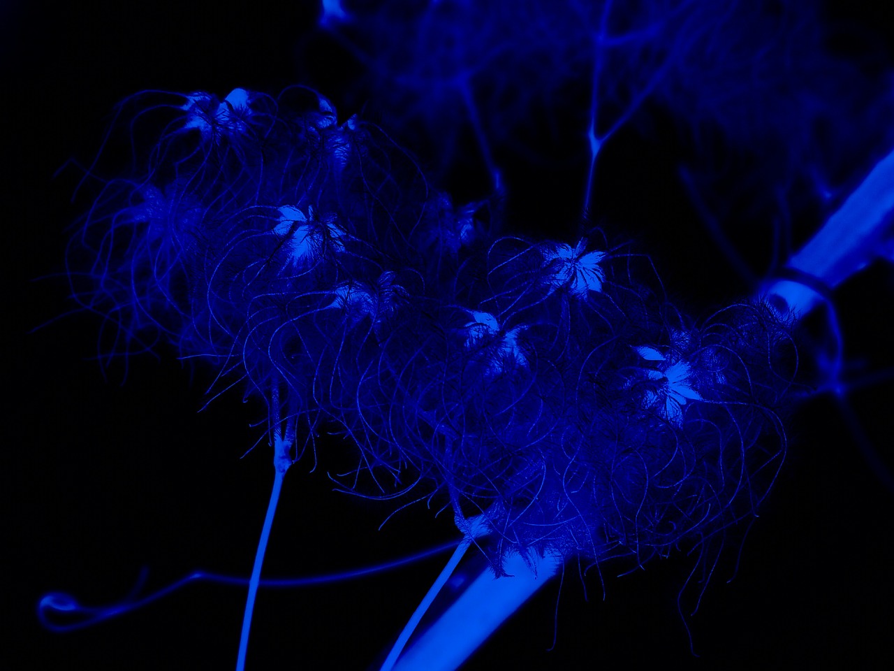 night blue plant free photo