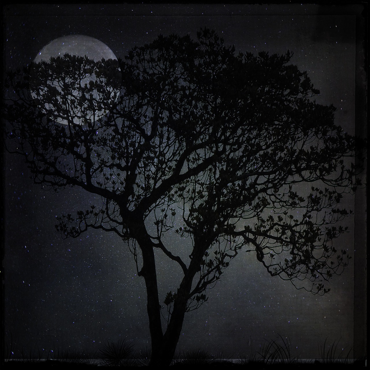 night landscape tree free photo