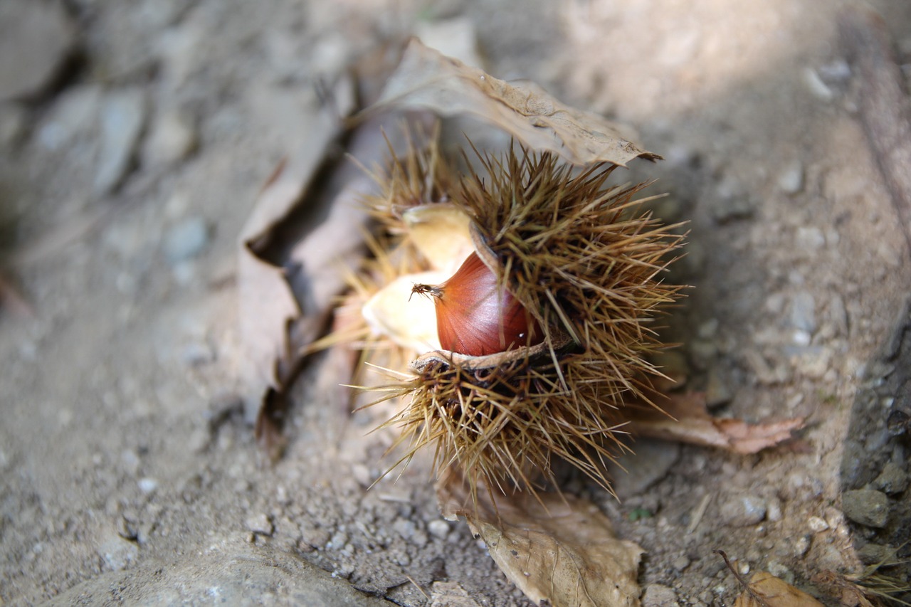 night fruit nature free photo