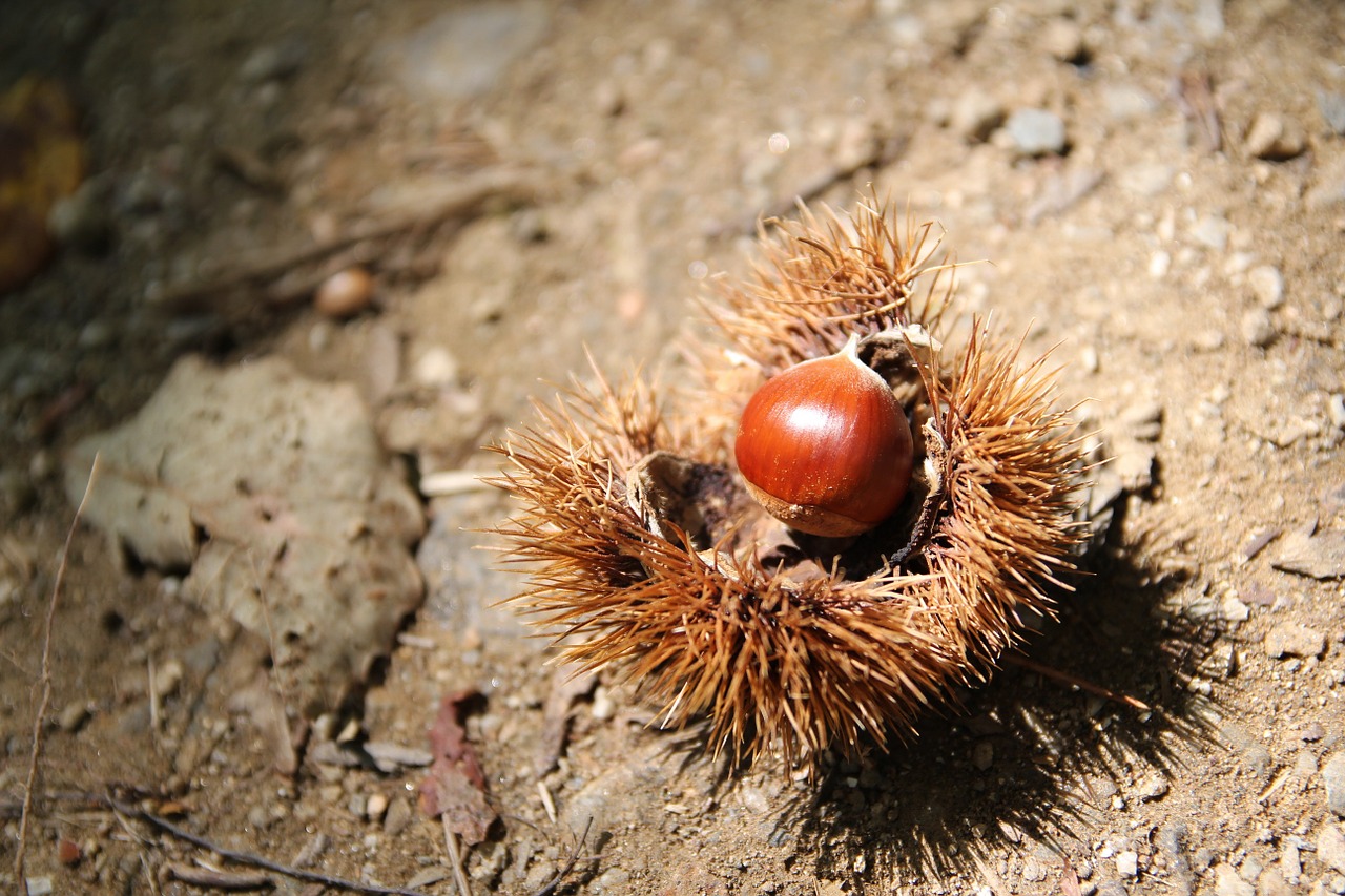 night fruit nature free photo